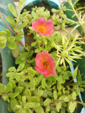 Portulaca grandiflora (Portulaca, Moss Rose, Sun plant, Sun Rose) ; A colorful blossom, petals stacked overlapping in layers which variable and multi-colored. Supported by tiny, thick & fleshy leaves.の写真素材