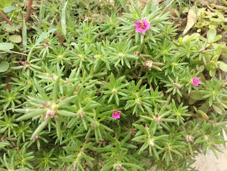 Portulaca grandiflora (Portulaca, Moss Rose, Sun plant, Sun Rose) ; A colorful blossom, petals stacked overlapping in layers which variable and multi-colored. Supported by tiny, thick & fleshy leaves.の写真素材