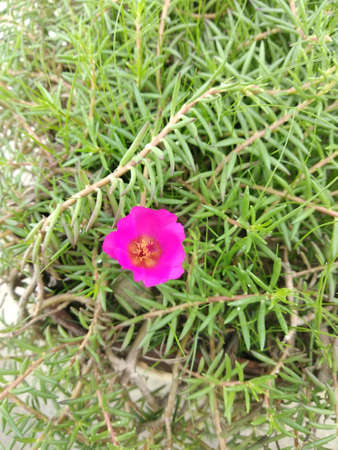 Portulaca grandiflora (Portulaca, Moss Rose, Sun plant, Sun Rose) ; A colorful blossom, petals stacked overlapping in layers which variable and multi-colored. Supported by tiny, thick & fleshy leaves.の写真素材