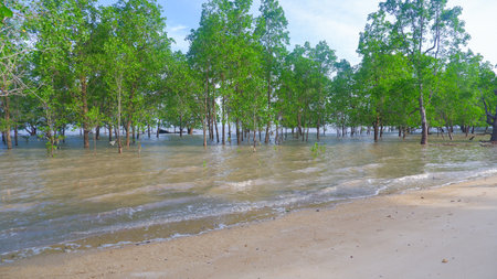 Natural View Of A Tropical Seaside Ecosystem With Perepat Plants (Sonneratia Alba)の写真素材