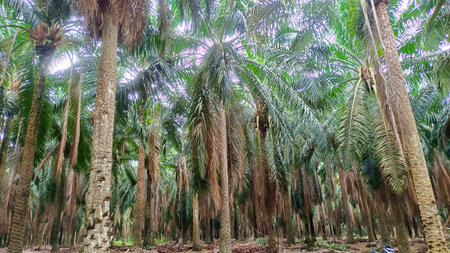 Natural View Of Oil Palm Plantation With Neatly Lined Up And Shady Trees