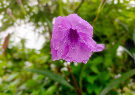 A Ruellia Simplex Flower Which Is Fresh Purple And Blooms In The Morningの写真素材