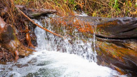A Fresh Stream Of River Water Flows Over The Surface Of A Large Dead Treeの写真素材