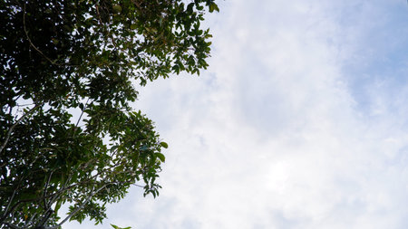 The Silhouette Of A Tree With A View Of A Cloudy Sky As A Background