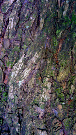 A close-up of a tree bark with intricate patterns and a bright color palette. The image showcases...