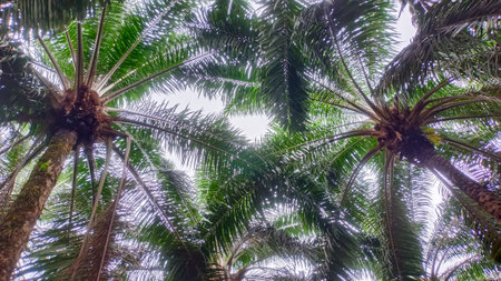 Two Oil Palm Trees With Thick Leaves In Bright Sunlightの写真素材