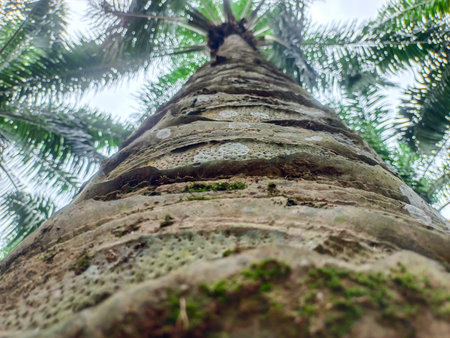 Close Up Photo Of An Oil Palm Tree Photographed From Belowの写真素材