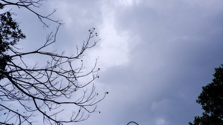 The low-angle shot clearly captures the tree branches forming a silhouette against the cloudy sky. The branches reach upward, creating intricate patterns against the soft,の写真素材