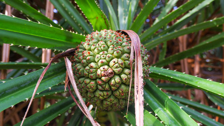 Pandanus Fruit That Is Still Green, With Thorny Leaves, In Belo Laut Village During The Day