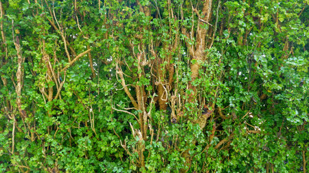 Polyscias Guilfoylei Plant With Green And Small Leaves, As An Ornamental Plant For Gardens Or Home Gardensの写真素材