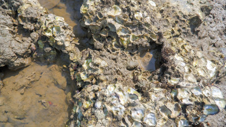 Barnacle Animals (Cirripedia) Which Are A Type Of Crustacean And Live On Coral Rocks Off Tropical Coastsの写真素材