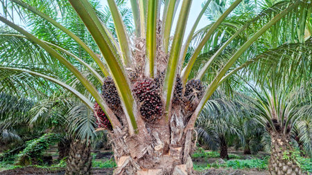 Close-up photo of a strong oil palm tree with brightly colored leaves. Clusters of growing reddish brown oil palm fruits are visible among the bases of the large leaves.の写真素材