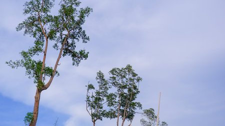 Title: This photo captures the canopy of tall tropical trees reaching into a soft blue sky...