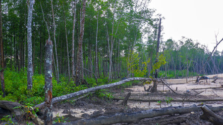 Landscape view showing the transition between dense mangrove forest and bare sandy areas, with...