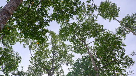 An upward perspective of several tall trees with lush green leaves forming a natural canopy under a clear cloudy sky.の写真素材