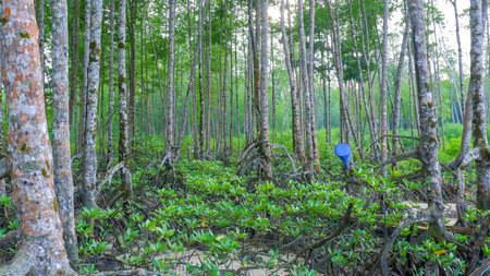 Tropical mangrove forest landscape image showing tall trees with exposed roots and dense green...