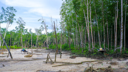 A beautiful view of tropical mangrove forests bordered by sandy shorelines.の写真素材