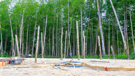 Beautiful view of a traditional construction site located in a tropical mangrove forest. Wooden poles are arranged vertically in the sandy soil.の写真素材