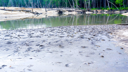 A natural landscape of muddy riverbanks littered with animal footprints, set against a backdrop of...