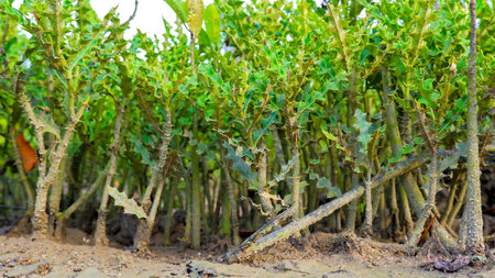 Low angle macro view of a thorny green bush growing in dry soil. Spiky leaves and textured stems create a natural abstract jungle scene.の写真素材