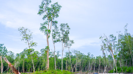 Beautiful coastal forest landscape with towering tropical trees against a soft blue skyの写真素材