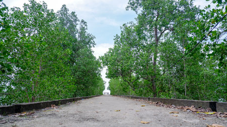Low angle shot of a concrete walkway flanked by lush green mangrove trees under a clear sky.の写真素材
