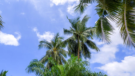 A beautiful view of coconut trees towering into a bright blue sky with scattered white clouds,...