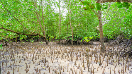 A vivid and detailed mangrove forest scene with lush green leaves, aerial roots, and pneumatophores emerging from the muddy ground.の写真素材