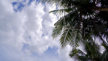 A beautiful view of tropical palm leaves lit up by a cloudy sky. The dramatic contrast between the dark leaves and the soft white clouds creates a calm and natural atmosphereの写真素材