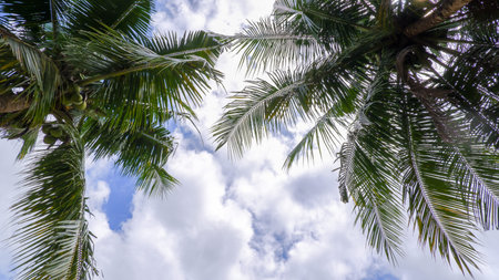Vibrant tropical scenery with lush green coconut trees against a partly cloudy sky.