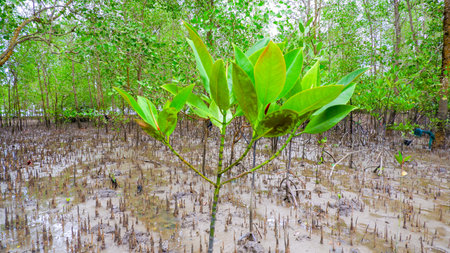 A vibrant image showing young mangrove trees growing from the muddy soil of a tropical coastal wetland.の写真素材