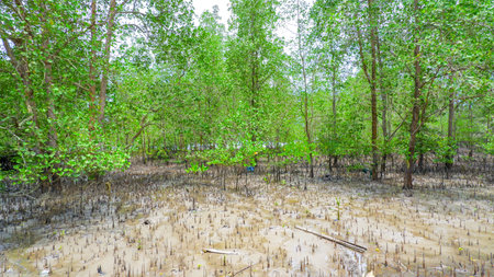 High resolution image of a mangrove forest growing abundantly in a tropical wetland area.の写真素材
