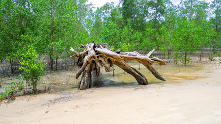 A large, weathered, striking driftwood with an intricate root system dominates the foreground of a muddy tropical beach.の写真素材