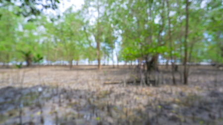 A tranquil, abstract blurry image of a mangrove forest, with textured muddy soil and visible roots in the foreground leading to a soft-focus expanse of lush green foliage.の写真素材