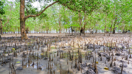 A stunning wide-angle shot of a lush mangrove forest at low tide, revealing vast expanses of exposed pneumatophores (breathing roots) and muddy, waterlogged soil.の写真素材
