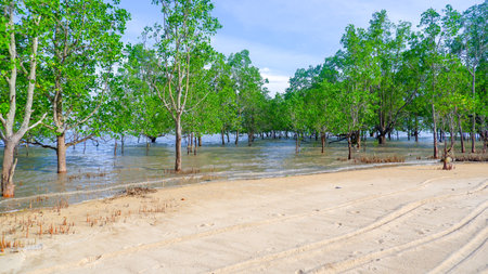 The wide shot captures the lush green mangrove forest stretching into the calm coastal waters, revealing a stretch of sandy shoreline at low tide.の写真素材