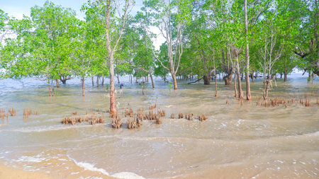 A sweeping view of lush mangrove forest along a shallow shoreline, with protruding tree roots and trunks partially submerged by the rising tide.の写真素材