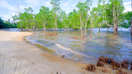 Dynamic wide-angle view of lush green mangrove forests growing along the sandy coastline in...