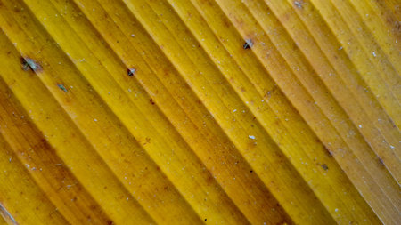 Macro shot of yellow dried tropical leaves featuring natural diagonal vein patterns and organic texture.の写真素材