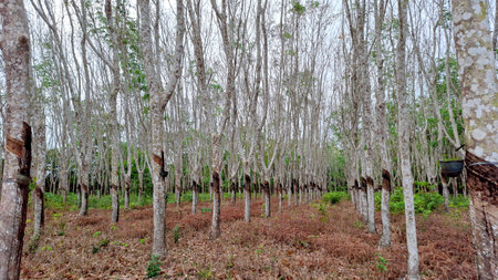 Wide-angle view of a well-maintained rubber tree plantation in South Sumatra, Indonesia, showing...