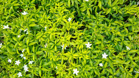 Vibrant Tropical Leaf and White Flower Natural Texture Background
