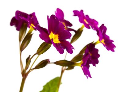 beautiful bright flowers primroses on a white backgroundの写真素材