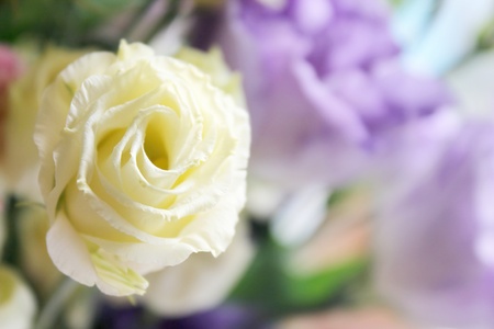 beautiful white rose on lilac background blurredの写真素材