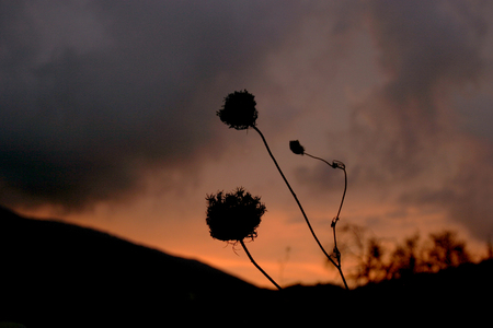 flowers at sunsetの写真素材