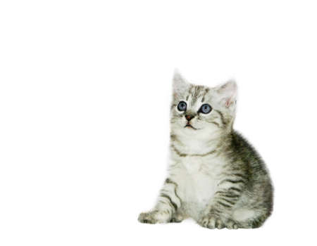 Grey kitten on white backgroundの写真素材