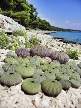 urchin on very nice beach in Croatiaの写真素材