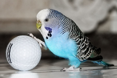 blue budgie playing football with golf ballの写真素材