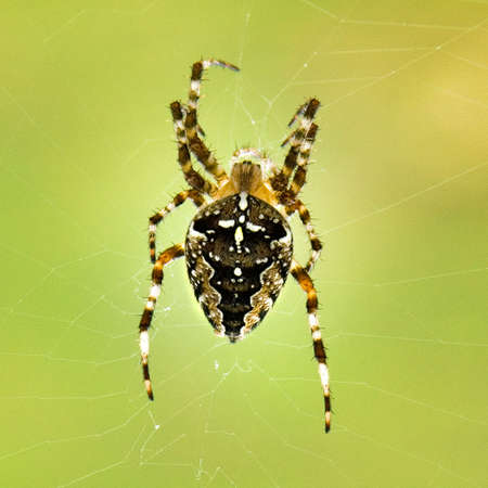 spiders with a cross - Araneus diadematus in front of a webの写真素材