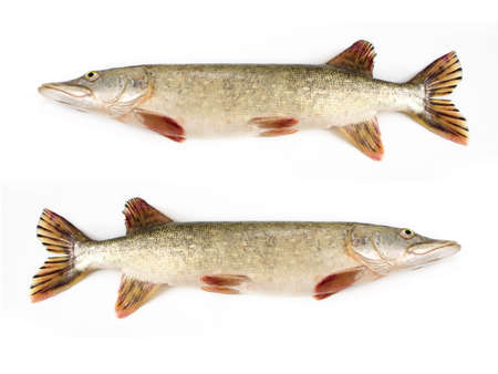 Raw pike isolated on white backgroundの写真素材