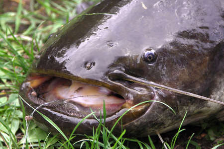 freshwater brown bullhead hunted in grass - detail heads with beardの写真素材